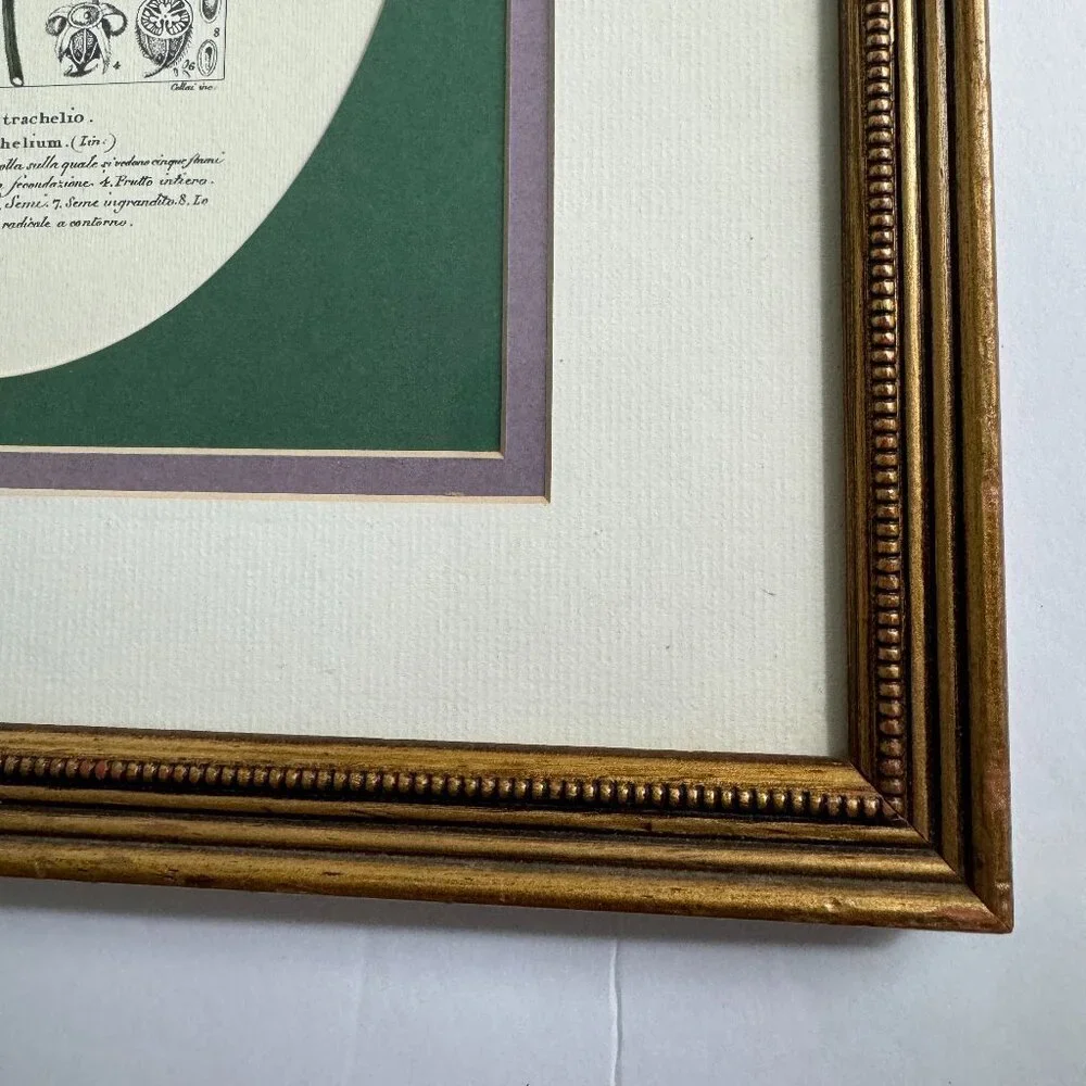 Vintage Reproduction Litho Florales Botanical Art CAMPANULA Framed